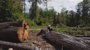 Best Tree Removal  in Thomaston, GA