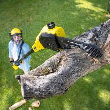 Best Lawn Watering Services  in Thomaston, GA