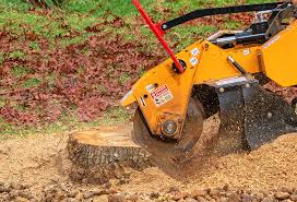 Best Fruit Tree Pruning  in Thomaston, GA