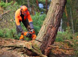 Best Storm Damage Tree Cleanup  in Thomaston, GA
