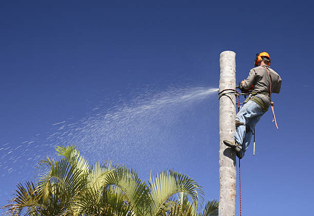 Best Tree Trimming and Pruning  in Thomaston, GA