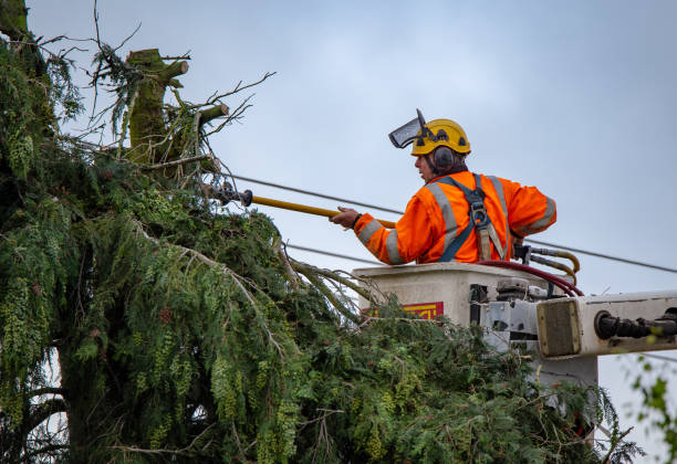 How Our Tree Care Process Works  in  Thomaston, GA