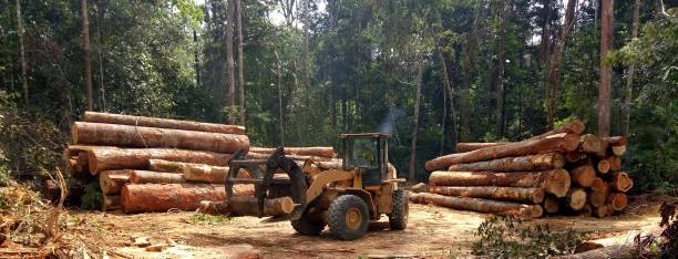 Best Tree Preservation Services  in Thomaston, GA