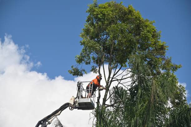 Best Arborist Consultation Services  in Thomaston, GA