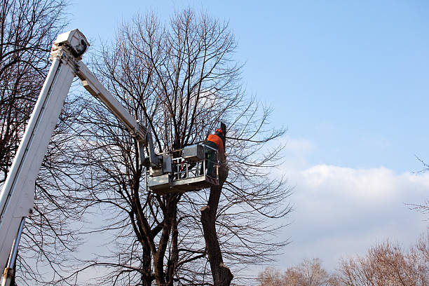 Thomaston, GA Tree Care Company