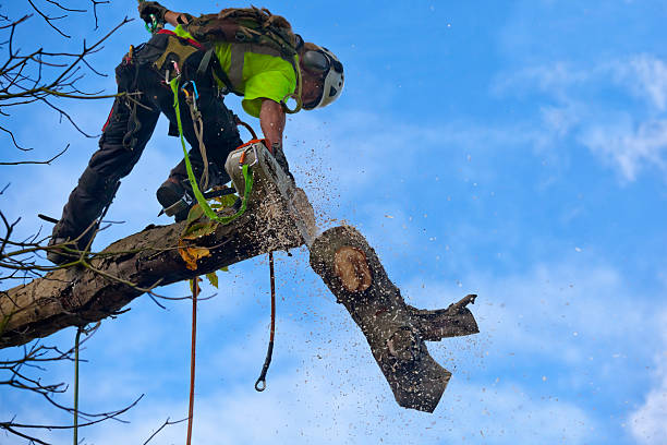 Best Palm Tree Trimming  in Thomaston, GA